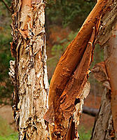 Click image for larger version

Name:	Peeling bark..jpg
Views:	101
Size:	215.8 KB
ID:	376743