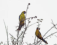 Click image for larger version

Name:	Rosella pair.jpg
Views:	70
Size:	125.5 KB
ID:	376837