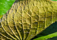 Click image for larger version

Name:	bugs-on-leaves.jpg
Views:	65
Size:	213.3 KB
ID:	376957