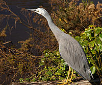 Click image for larger version

Name:	Heron.jpg
Views:	46
Size:	235.8 KB
ID:	376977