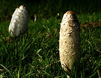 Click image for larger version

Name:	Phallic Mushrooms..jpg
Views:	68
Size:	139.1 KB
ID:	376979