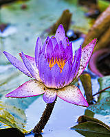 Click image for larger version

Name:	Lilly-with-bugs.jpg
Views:	70
Size:	236.1 KB
ID:	376985