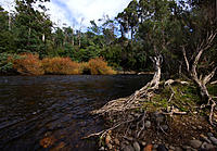 Click image for larger version

Name:	Roots and Rapids..jpg
Views:	79
Size:	224.8 KB
ID:	377526