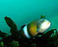 Click image for larger version

Name:	Bluethroat Wrasse.jpg
Views:	98
Size:	102.6 KB
ID:	378018