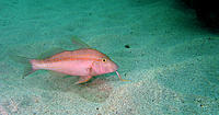 Click image for larger version

Name:	Goatfish.jpg
Views:	102
Size:	148.0 KB
ID:	378019