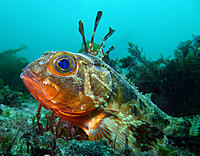 Click image for larger version

Name:	Gurnard Perch.jpg
Views:	109
Size:	202.4 KB
ID:	378020