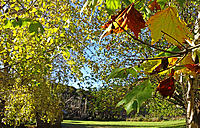 Click image for larger version

Name:	Autumn Leaves.jpg
Views:	51
Size:	342.6 KB
ID:	378549