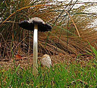 Click image for larger version

Name:	Toadstools.jpg
Views:	58
Size:	332.9 KB
ID:	378683