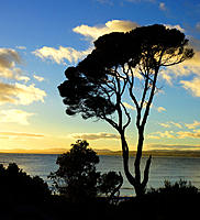 Click image for larger version

Name:	Bluff tree.jpg
Views:	77
Size:	144.0 KB
ID:	378955