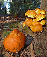 Click image for larger version

Name:	Fungi.jpg
Views:	73
Size:	343.3 KB
ID:	379274