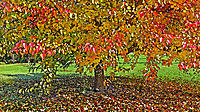 Click image for larger version

Name:	Autumn in Watercolour..jpg
Views:	57
Size:	481.3 KB
ID:	379364