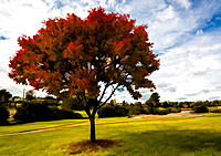 Click image for larger version

Name:	001--Autumn-in-oil.jpg
Views:	72
Size:	242.4 KB
ID:	379684