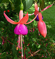 Click image for larger version

Name:	Fushia.jpg
Views:	71
Size:	628.3 KB
ID:	380748