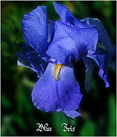 Click image for larger version

Name:	single blue iris3copy.jpg
Views:	49
Size:	688.1 KB
ID:	381398