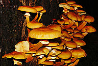 Click image for larger version

Name:	Fick Fungi.jpg
Views:	72
Size:	494.3 KB
ID:	381457