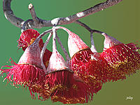 Click image for larger version

Name:	Untitled-2Red gum flowers 2 copy.jpg
Views:	30
Size:	797.8 KB
ID:	381552