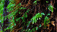 Click image for larger version

Name:	Little ferns.jpg
Views:	84
Size:	634.1 KB
ID:	381717