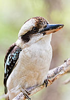 Click image for larger version

Name:	242-Kookaburra.jpg
Views:	72
Size:	239.2 KB
ID:	382063