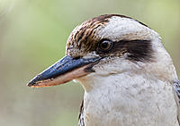 Click image for larger version

Name:	243-Kookaburra-portrait.jpg
Views:	74
Size:	242.7 KB
ID:	382064