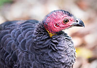 Click image for larger version

Name:	251-Bush-Turkey.jpg
Views:	71
Size:	236.5 KB
ID:	382066