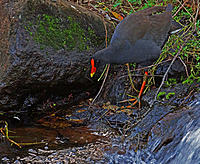 Click image for larger version

Name:	Coot.jpg
Views:	85
Size:	222.5 KB
ID:	382890