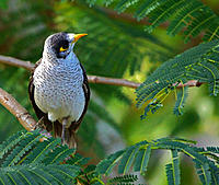 Click image for larger version

Name:	Noisy Mynah.jpg
Views:	41
Size:	159.1 KB
ID:	383539