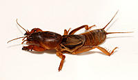 Click image for larger version

Name:	Mole Cricket 1.jpg
Views:	178
Size:	69.0 KB
ID:	383785