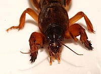 Click image for larger version

Name:	Mole cricket 2.jpg
Views:	172
Size:	77.0 KB
ID:	383786