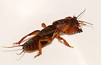 Click image for larger version

Name:	Mole cricket 4.jpg
Views:	183
Size:	72.5 KB
ID:	383787