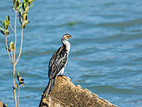 Click image for larger version

Name:	060-Pied-Cormorant.jpg
Views:	118
Size:	224.7 KB
ID:	383898