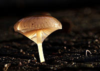 Click image for larger version

Name:	Wet toadstool.jpg
Views:	59
Size:	91.2 KB
ID:	383956