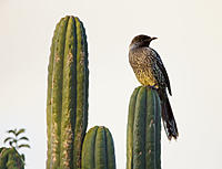 Click image for larger version

Name:	Wattle Bird 2.jpg
Views:	53
Size:	78.9 KB
ID:	383960