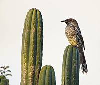 Click image for larger version

Name:	Wattle Bird.jpg
Views:	56
Size:	88.1 KB
ID:	383961