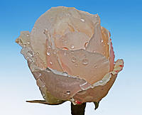 Click image for larger version

Name:	Rainy Rose.jpg
Views:	50
Size:	74.8 KB
ID:	384298