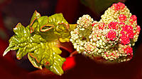 Click image for larger version

Name:	Rhubarb flower.jpg
Views:	70
Size:	117.5 KB
ID:	384345