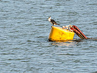 Click image for larger version

Name:	040-Cormorant-on-buoy.jpg
Views:	102
Size:	236.1 KB
ID:	384846