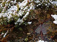 Click image for larger version

Name:	Ice puddle.jpg
Views:	79
Size:	263.6 KB
ID:	385475