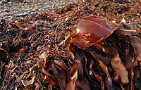 Click image for larger version

Name:	Egg case.jpg
Views:	53
Size:	214.2 KB
ID:	385588