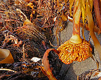 Click image for larger version

Name:	Kelp root.jpg
Views:	62
Size:	248.2 KB
ID:	385589