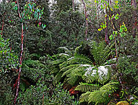 Click image for larger version

Name:	Fern.jpg
Views:	61
Size:	460.7 KB
ID:	386002