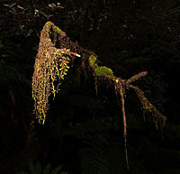 Click image for larger version

Name:	Tree moss.jpg
Views:	53
Size:	130.5 KB
ID:	386817