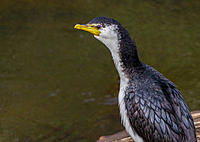 Click image for larger version

Name:	Pied Cormorant.jpg
Views:	64
Size:	105.3 KB
ID:	387117