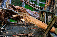 Click image for larger version

Name:	Broken trees.jpg
Views:	73
Size:	189.0 KB
ID:	387129