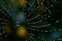 Click image for larger version

Name:	Lemon tree web.jpg
Views:	92
Size:	115.3 KB
ID:	390583