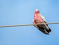 Click image for larger version

Name:	135-Galah.jpg
Views:	57
Size:	228.8 KB
ID:	391316