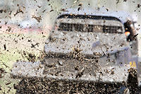 Click image for larger version

Name:	Mud Mud Mud-9682.jpg
Views:	46
Size:	1.61 MB
ID:	395266