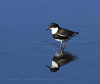 Click image for larger version

Name:	01-01 red-kneed dotterel2.jpg
Views:	68
Size:	74.8 KB
ID:	401503