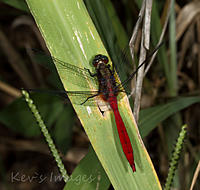 Click image for larger version

Name:	Red Dragonfly copy.jpg
Views:	56
Size:	199.6 KB
ID:	402580