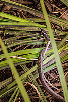 Click image for larger version

Name:	Slithery-snake.jpg
Views:	72
Size:	237.6 KB
ID:	412134