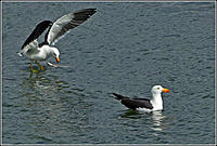 Click image for larger version

Name:	Pacific Gulls.jpg
Views:	53
Size:	162.5 KB
ID:	430141